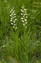 Long / Sword leaved Helleborine {Cephalanthera longifolia} France