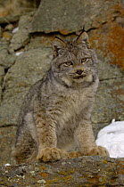 Canadian Lynx {Lynx lynx canadensis} Captive
