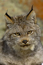 Canadian Lynx {Lynx lynx canadensis} head portraitm Captive