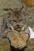 Canadian Lynx {Lynx lynx canadensis} portrait, Captive