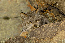 Canadian Lynx {Lynx lynx canadensis}Captive