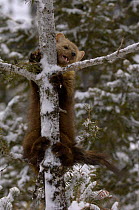 American Pine Marten {Martes americana} climbing a tree in snow, USA