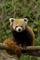Red Panda {Ailurus fulgens} Captive