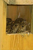 Spotted Flycatcher {Muscicapa striata} chicks in nestbox, France