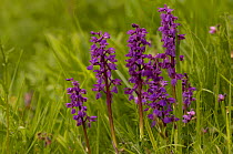 Common Spotted Orchid {Dactylorhiza fuchsii}  France