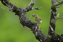 Tree Pipit {Anthus trivialis} with insect in beak, France