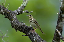 Tree Pipit {Anthus trivialis}, France