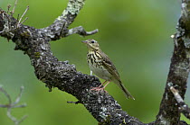 Tree Pipit {Anthus trivialis}, France