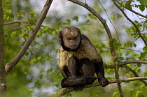Golden bellied Capuchin {Cebus xanthosternos}, Captive Crtically endangered endemci to Brazil