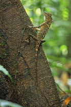 Comb crested forest dragon lizard {Gonocephalus liogaster} sunning on tree, Danum valley, Sabah, Borneo, Malaysia