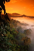 RF- Sunrise and mist over lowland dipterocarp rainforest. Danum valley, Sabah, Borneo, Malaysia. (This image may be licensed either as rights managed or royalty free.)