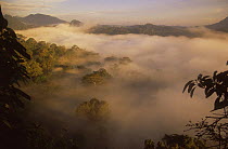 Sunrise and mist over lowland dipterocarp rainforest, Danum valley, Sabah, Borneo, Malaysia