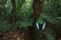 Morpho butterfly {Morpho achilles} displaying in rainforest understorey, nr Napo river, Amazonia, Ecuador