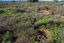Puff adder {Bitis arietans} in habitat, nr Oudtshoorn, Little Karoo, South Africa.