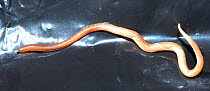 Roundworm found insde African Rock python {Python natalensis}  South Africa.