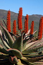 Bitter Aloe {Aloe ferox} flowering plants growing on fynbos, Swartberg foothills, Little Karoo. South Africa
