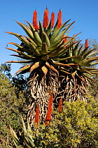 Bitter Aloe {Aloe ferox} flowering plants growing on fynbos, Swartberg foothills, Little Karoo. South Africa