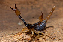 Scorpion {Opistophthalmus capensis} Aggressive defensive display, Swartberg Mts, Little Karoo, South Africa.