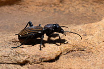 Ten-spotted ground beetle {Thermophilum decemguttatum} Oudtshoorn, Little Karoo, South Africa