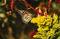 Monarch butterfly (Danaus plexippus) on yellow flowers, Long Island, New York, USA