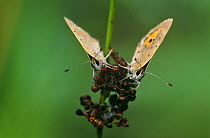 Two small copper butterflies (Lycaena phlaeas) on plant, Kalmthoutse Heide, Belgium