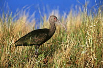 White faced ibis {Plegadis chihi} Zapata ranch, Colorado, USA