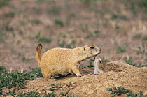 Black tailed prairie dog {Cynomys ludovicianus} baby greeting mother at burrow entrance,  Colorado, USA