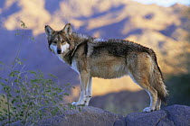 Mexican wolf {Canis lupus baileyi} captive, endangered, USA