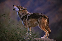 Mexican wolf howling {Canis lupus baileyi} captive, endangered, USA