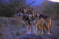 Mexican wolf pair {Canis lupus baileyi} captive, endangered, USA