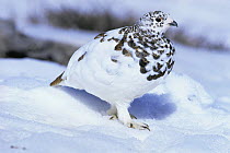 White tailed ptarmigan {Lagopus leucurus} winter plumage, USA