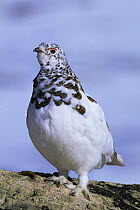White tailed ptarmigan {Lagopus leucurus} winter plumage, USA