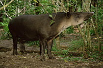 Bairds tapir {Tapirus bairdii} Belize, endangered