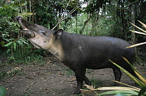 Bairds tapir {Tapirus bairdii} male showing flehmen response, Belize, endangered