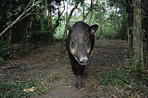Bairds tapir {Tapirus bairdii} Belize, endangered
