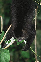 Black howler monkey {Alouatta caraya} hanging upside down feeding, Belize