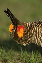 Greater prairie chicken {Tympanuchus cupido} male displaying, Colorado, USA