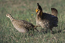 Greater prairie chicken {Tympanuchus cupido} male courtship with female, Colorado, USA