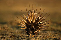 Sage grouse {Centrocercus urophasianus} male displaying on lek, Colorado, USA