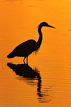 Great blue heron {Ardea herodias} silhouette at sunrise, Merritt Is, Florida, USA