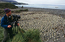 Doug Allan, cameraman, filming King Penguin rookery (Aptenodytes patagoni) Right Whale Bay, South Georgia, for BBC 'Life in the Freezer', 1998