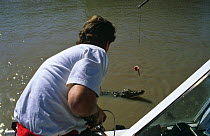Cameraman Richard Kirby baiting a Saltwater crocodile to encourage it to jump. On location for BBC television series "Crocodiles", 1997. Adelaide river, Northern Territories, Australia
