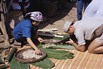 Camerman Rod Clarke filming Bamboo worms for BBC 'Private Life of Plants', Chang Mai, Thailand, November 1994