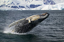 Humpback whale (Megaptera novaeangliae) breaching, Antarctic peninsula. 2005
