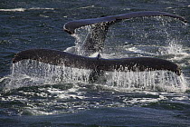 Tail flukes of two feeding Humpback whales (Megaptera novaeangliae), Antarctic peninsula. 2005
