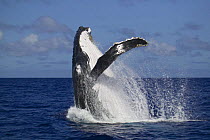 Breaching Humpback whale (Megaptera novaeangliae) Kingdom of Tonga, South Pacific. 2005
