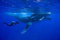 Doug Allan filming Humpback whale mother and calf (Megaptera novaeangliae), Kingdom of Tonga, South Pacific, for Planet Earth, Sept 2005.