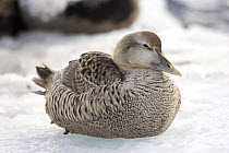 Eider duck (Somateria mollisima), Belcher Islands near Sanikiluaq, Hudson Bay, Canada. 2005