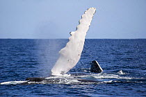 Pectoral fin of Humpback whale (Megaptera novaeangliae), Kingdom of Tonga, South Pacific. 2005