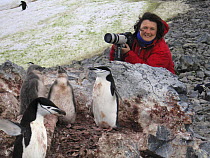 Sue Flood photographing chinstrap penguins with chicks (Pygoscelis antarctica)  while on location for BBC Planet Earth series, Antarctic peninsula, 2005